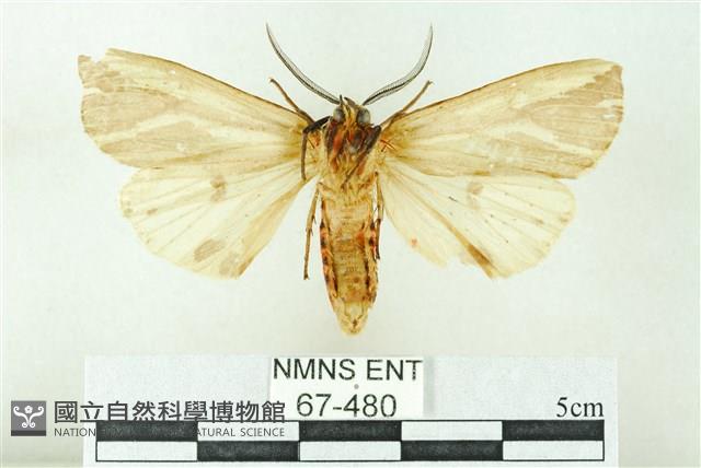 赭新污燈蛾藏品圖，第2張