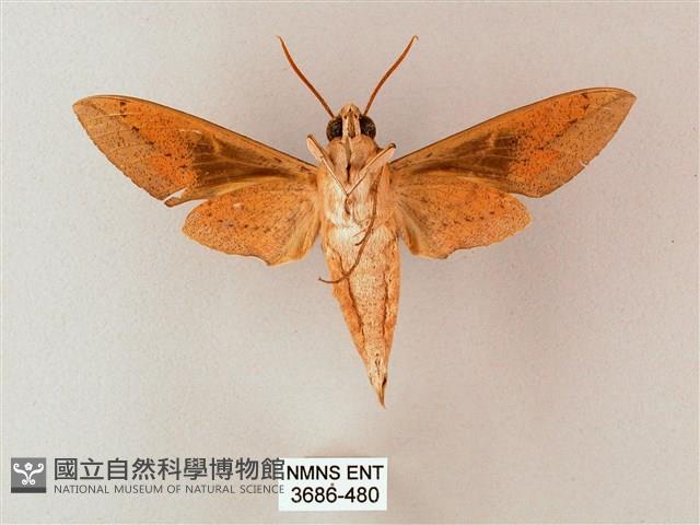 藏斜紋天蛾藏品圖，第2張