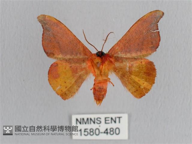 銀端帶鉤蛾藏品圖，第2張