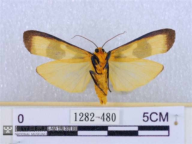 閃光苔蛾藏品圖，第2張