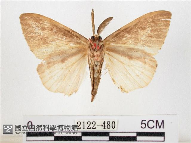 木毒蛾藏品圖，第2張