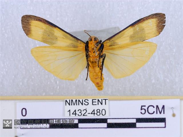 閃光苔蛾藏品圖，第2張