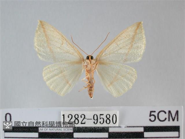 澄線尺蛾藏品圖，第2張