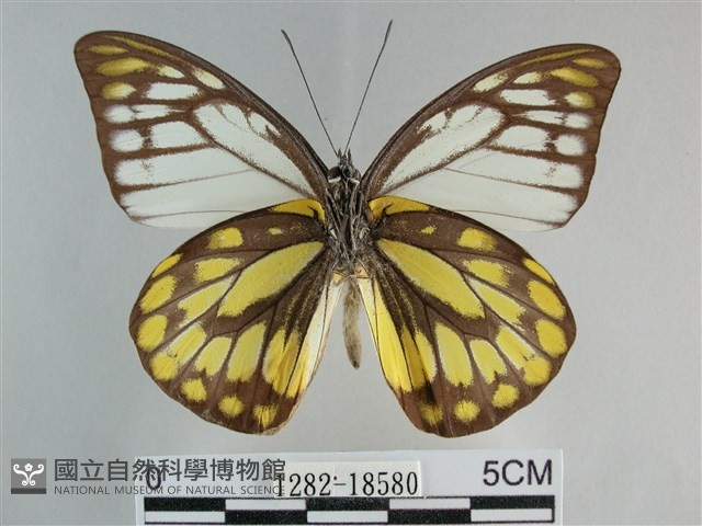 鋸粉蝶藏品圖，第2張