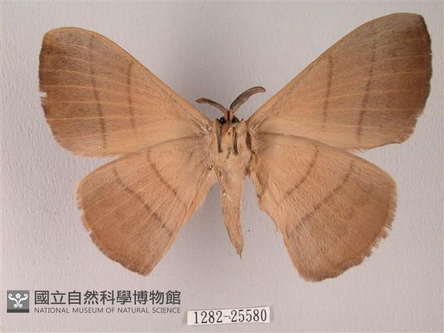 黑胸帶蛾藏品圖，第2張