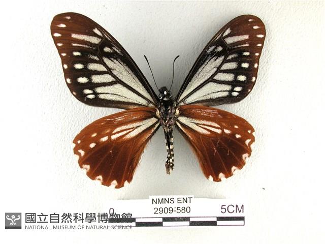 斑鳳蝶藏品圖，第2張