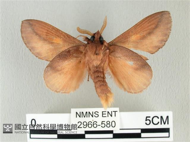 竹黃斜帶枯葉蛾藏品圖，第2張