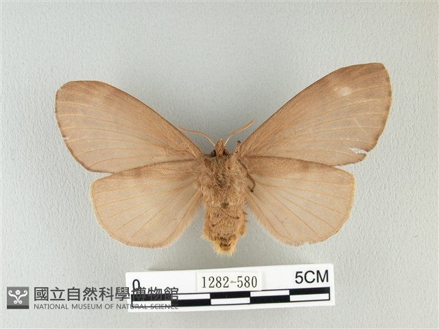 波紋枯葉蛾藏品圖，第2張