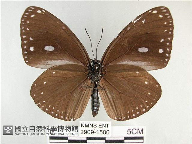 圓翅紫斑蝶藏品圖，第2張
