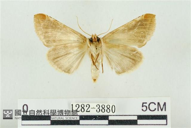 印華波紋蛾藏品圖，第2張