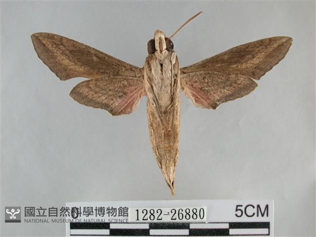 銀條斜線天蛾藏品圖，第2張