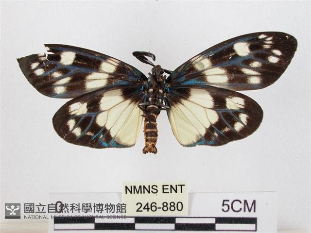 蓬萊茶斑蛾藏品圖，第2張