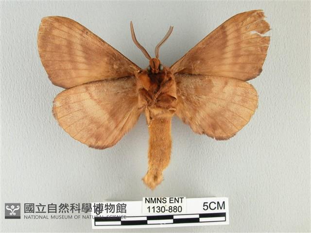 波紋枯葉蛾藏品圖，第2張