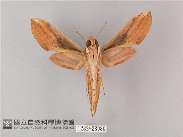 綠背斜紋天蛾藏品圖，第2張