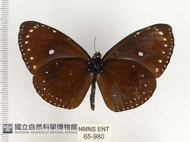 小紫斑蝶藏品圖，第2張