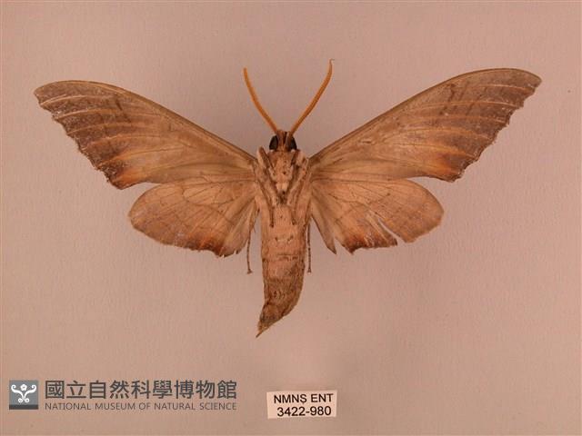 栗六點天蛾藏品圖，第2張