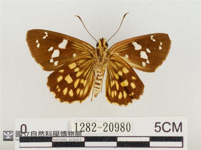 臺灣流星弄蝶藏品圖，第2張