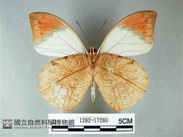 橙端粉蝶、端紅蝶藏品圖，第2張