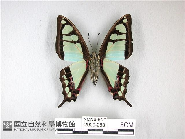 寬帶青鳳蝶藏品圖，第2張