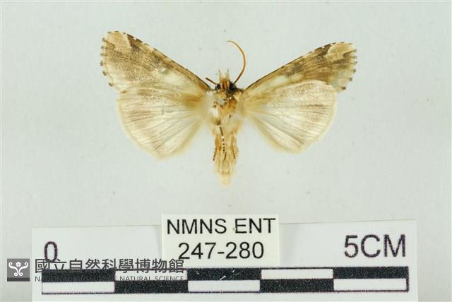 連珠波紋蛾藏品圖，第2張