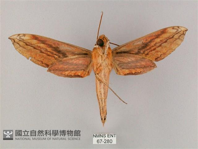 綠背斜紋天蛾藏品圖，第2張