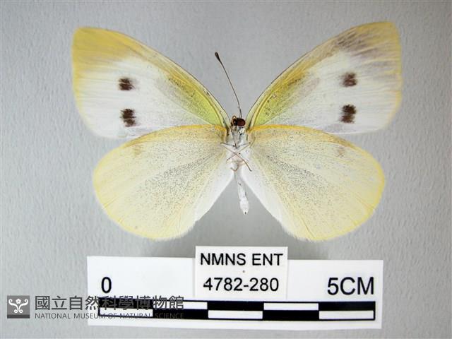 白粉蝶、紋白蝶藏品圖，第2張