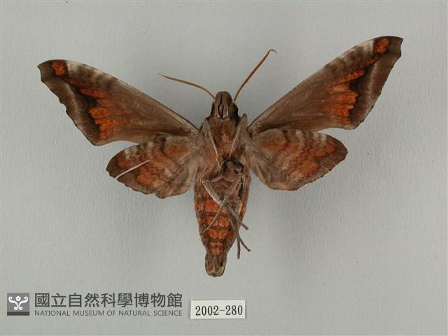 全緣缺角天蛾藏品圖，第2張