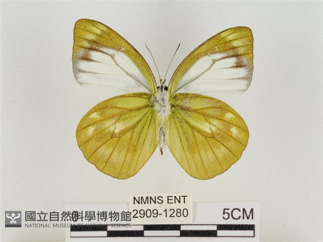 淡褐脈粉蝶藏品圖，第2張
