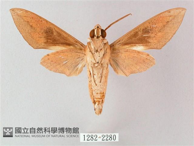 藏斜紋天蛾藏品圖，第2張