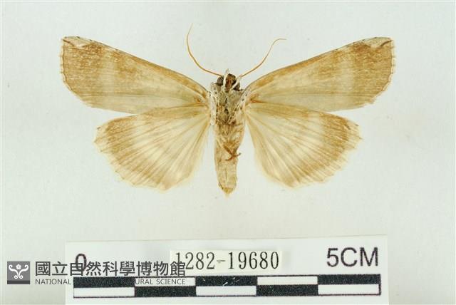 臺洒波紋蛾藏品圖，第2張