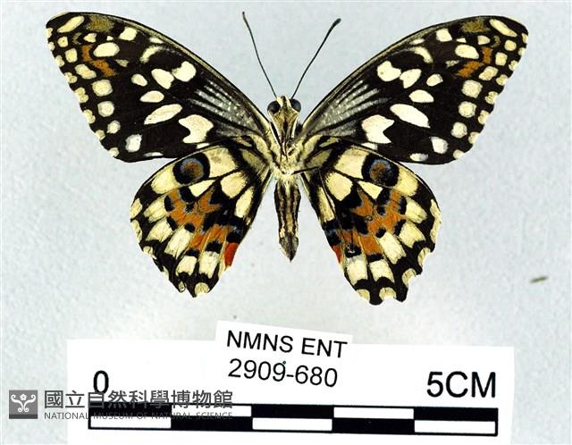 花鳳蝶、無尾鳳蝶藏品圖，第2張