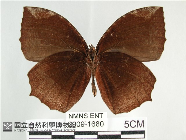 藍紋鋸眼蝶藏品圖，第2張
