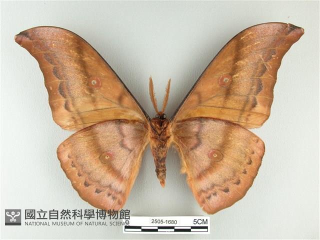 大透目天蠶蛾藏品圖，第2張
