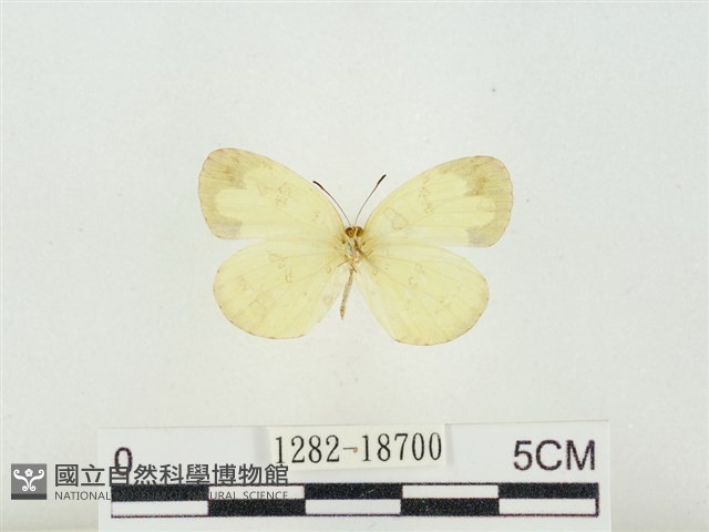 淡色黃蝶藏品圖，第2張