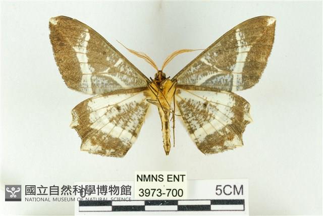 樹形尺蛾藏品圖，第2張