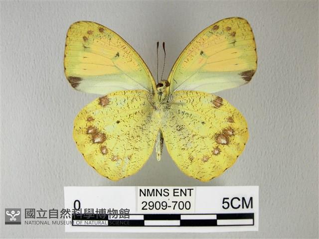 異粉蝶、雌白黃蝶藏品圖，第2張