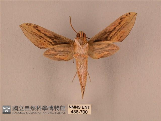棕綠背線天蛾藏品圖，第2張