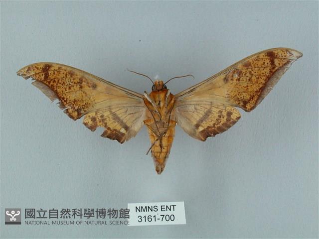 圓斑鷹翅天蛾藏品圖，第2張