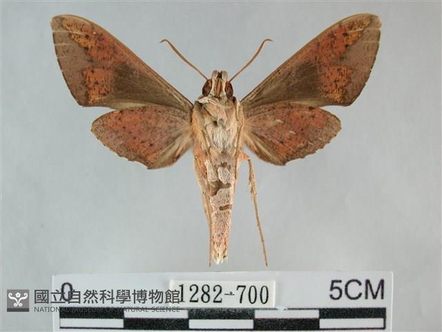 隱紋白肩天蛾藏品圖，第2張