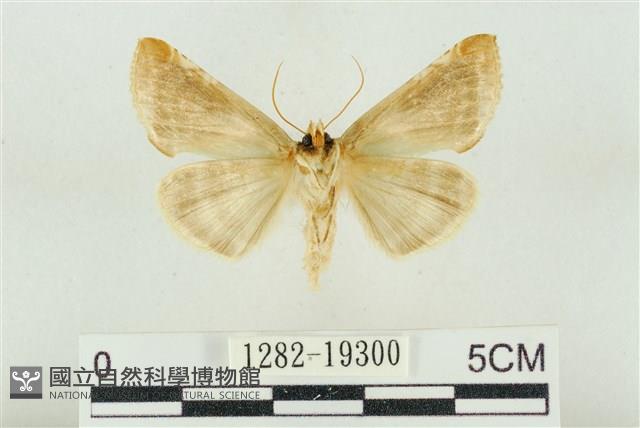 印華波紋蛾藏品圖，第2張