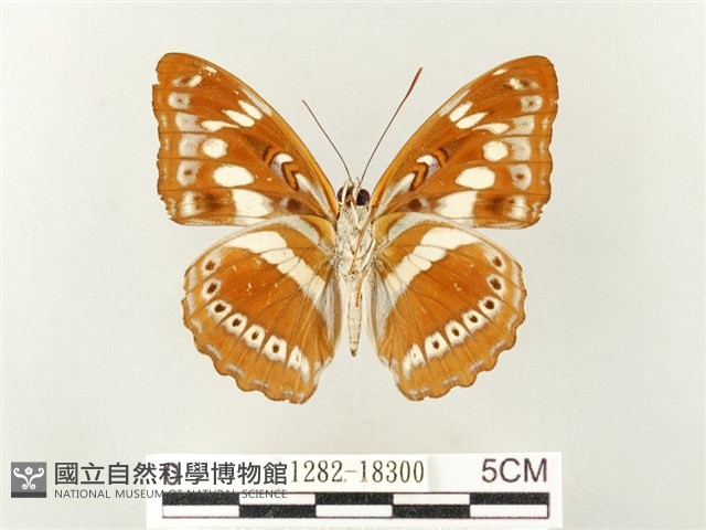 白圈線蛺蝶藏品圖，第2張