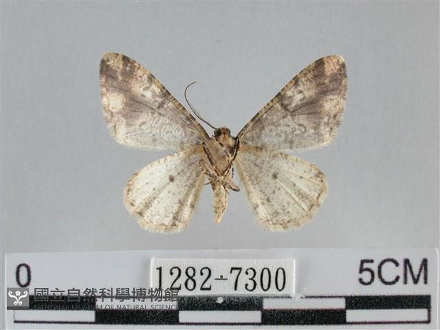 雙峰霜尺蛾藏品圖，第2張