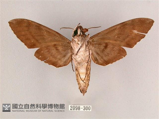 細斜紋霜天蛾藏品圖，第2張