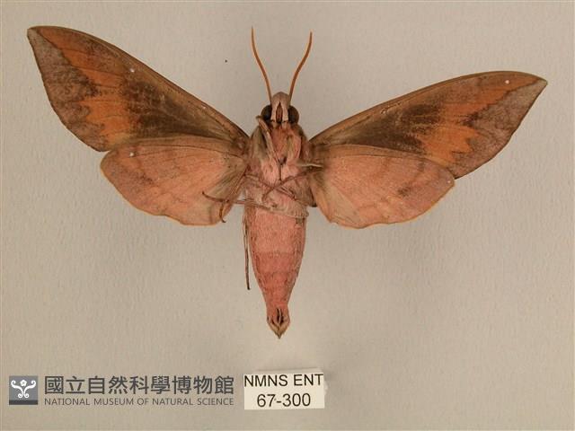 背中白天蛾藏品圖，第2張