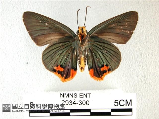 綠弄蝶藏品圖，第2張