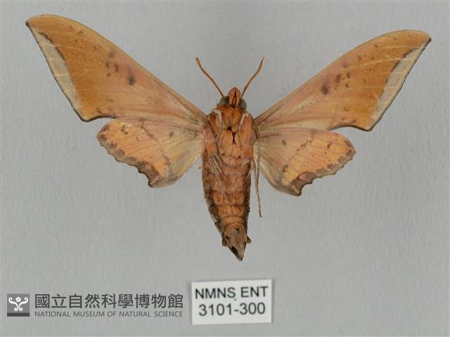 廣東鷹翅天蛾藏品圖，第2張