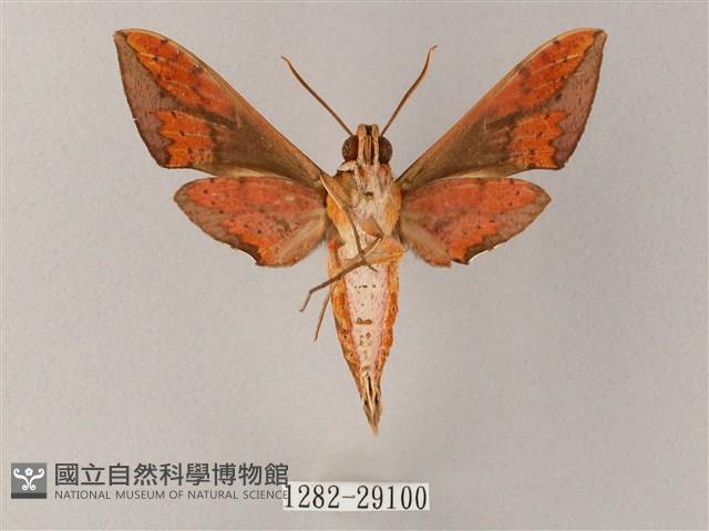 臺灣白肩天蛾藏品圖，第2張