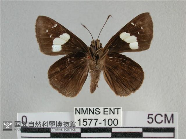 曲紋袖弄蝶藏品圖，第2張