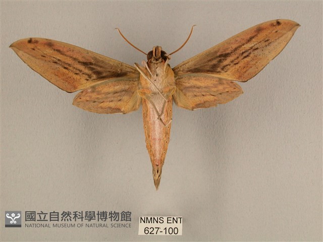 棕綠背線天蛾藏品圖，第2張