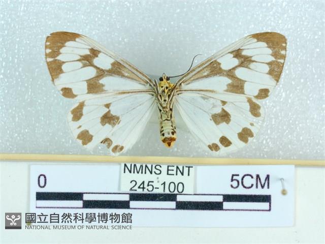 粉蝶燈蛾藏品圖，第2張